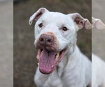 Barnaby - Male American Bulldog-Unknown Mix Dog for Adoption - Small photo