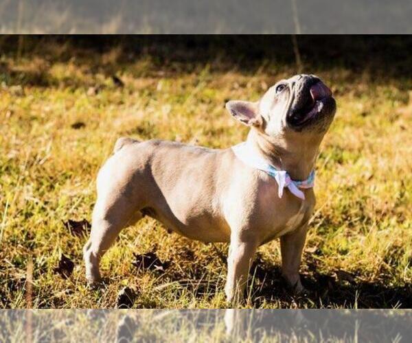 Medium Photo #1 French Bulldog Puppy For Sale in BAKERSVILLE, NC, USA
