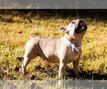 Small Photo #1 French Bulldog Puppy For Sale in BAKERSVILLE, NC, USA