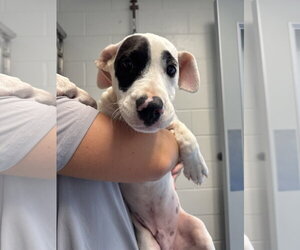 Mutt Dogs for adoption in Hilton Head, SC, USA