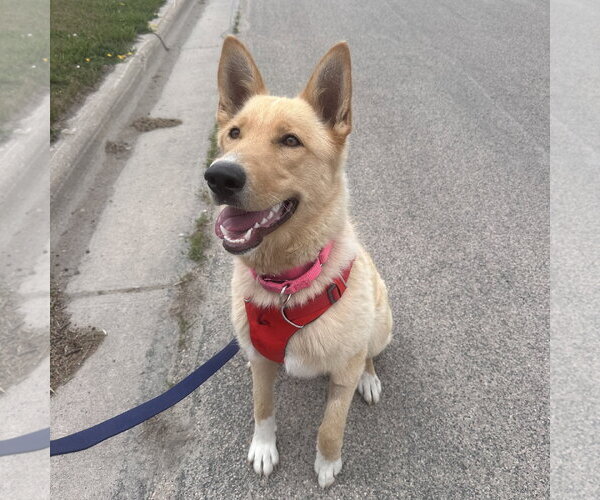 Medium Photo #7 Mutt Puppy For Sale in Fargo, ND, USA