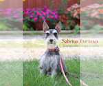Small #1 Schnauzer (Miniature)