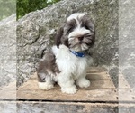 Small #1 Havanese