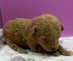 Small #1 Poodle (Miniature)