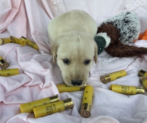 Medium Photo #9 Labrador Retriever Puppy For Sale in POLKTON, NC, USA