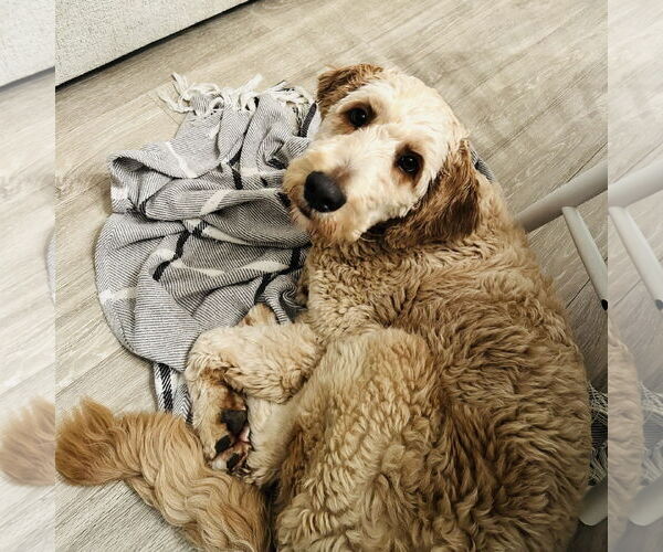 Medium Photo #3 Goldendoodle Puppy For Sale in Fargo, ND, USA