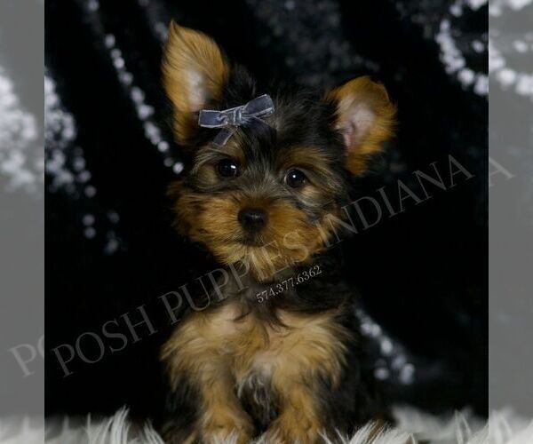 Medium Photo #1 Yorkshire Terrier Puppy For Sale in WARSAW, IN, USA