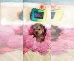 Puppy Pebbles Yorkshire Terrier