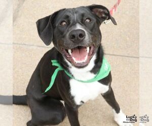 Annie - Female Labrador Retriever-Unknown Mix Dog for Adoption