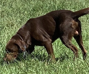 Father of the Labrador Retriever puppies born on 06/11/2026