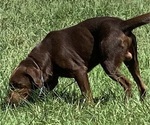 Small Photo #1 Labrador Retriever Puppy For Sale in SPOTSYLVANIA, VA, USA