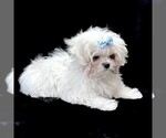 Small #4 Maltese
