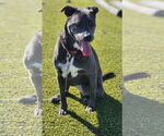 Small #24 Blue Lacy Mix