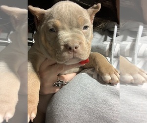 American Bully Dogs for adoption in SOUTH EUCLID, OH, USA