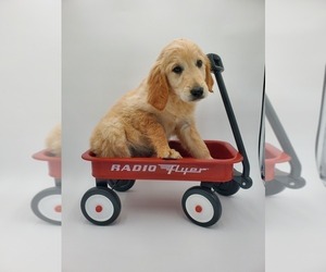 Golden Retriever Puppy for sale in GOSHEN, IN, USA