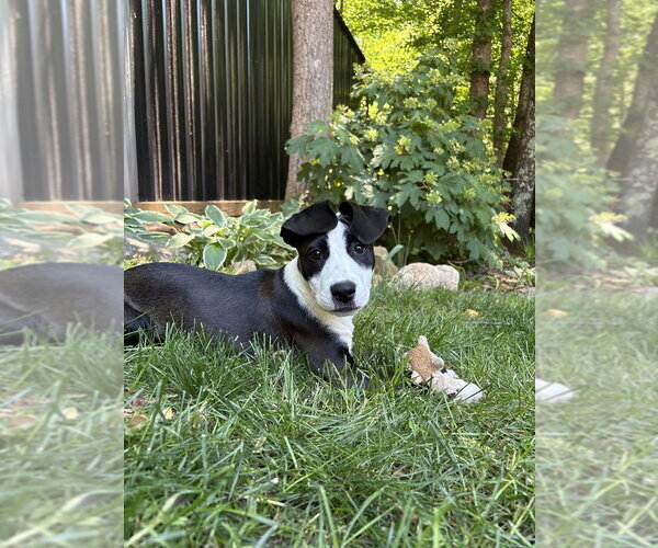 Medium Photo #1 Boxer-Unknown Mix Puppy For Sale in Mooresville, NC, USA