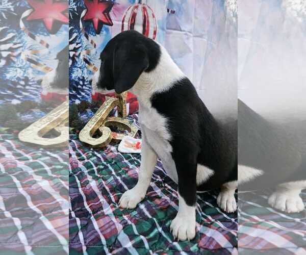 Medium Photo #8 Australian Shepherd-Beagle Mix Puppy For Sale in Wakefield, RI, USA