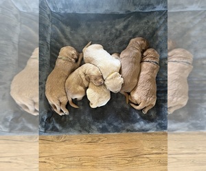 Goldendoodle-Labrador Retriever Mix Puppy for Sale in CAVE CREEK, Arizona USA