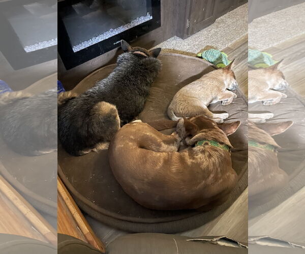 Medium Photo #4 Catahoula Leopard Dog-Unknown Mix Puppy For Sale in Chandler, AZ, USA