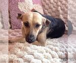 Small #3 Labrador Retriever Mix