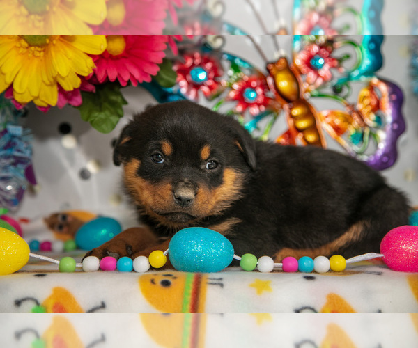 Medium Photo #11 Rottweiler Puppy For Sale in WEST FARMINGTON, OH, USA