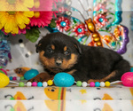 Small Photo #11 Rottweiler Puppy For Sale in WEST FARMINGTON, OH, USA