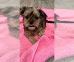 Small Photo #5 Shorkie Tzu Puppy For Sale in VAN NUYS, CA, USA