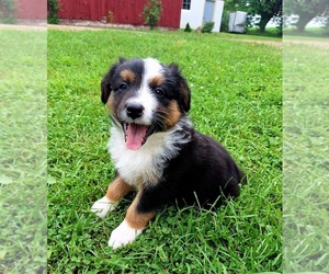 Australian Shepherd Puppy for sale in SAINT JOHNS, MI, USA