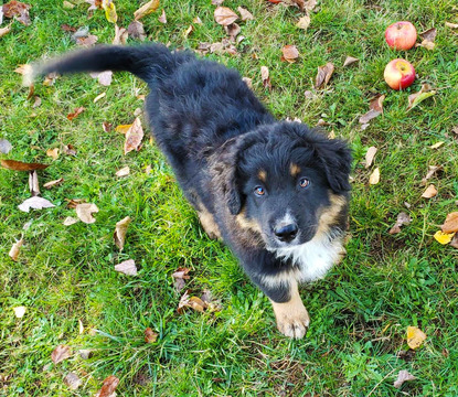 Medium Photo #4 Australian Shepherd Puppy For Sale in SHERIDAN, OR, USA