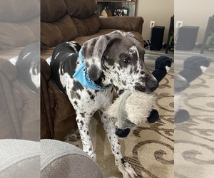 Great Dane Puppy for sale in HOUSTON, TX, USA