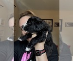 Small #16 Bernedoodle