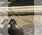 Small #33 Doberman Pinscher