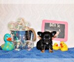 Small Photo #3 Chihuahua Puppy For Sale in CHARLESTON, AR, USA