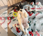 Small Photo #2 Chi-Poo (Miniature) Puppy For Sale in Bellevue, WA, USA