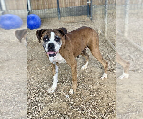 Medium Photo #1 Boxer Puppy For Sale in Austin, TX, USA