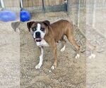 Small Boxer