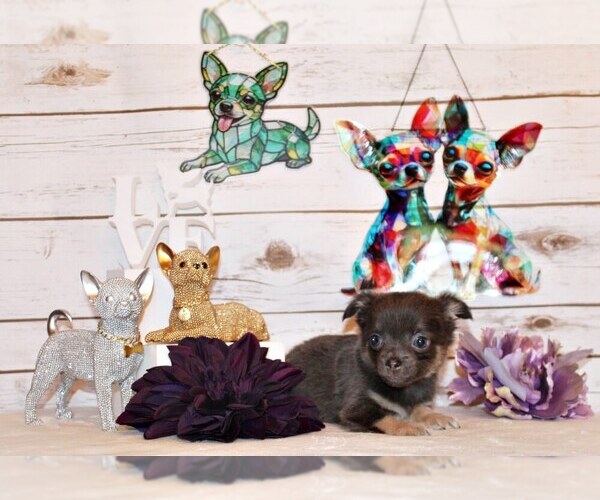Medium Photo #38 Chihuahua Puppy For Sale in CHARLESTON, AR, USA