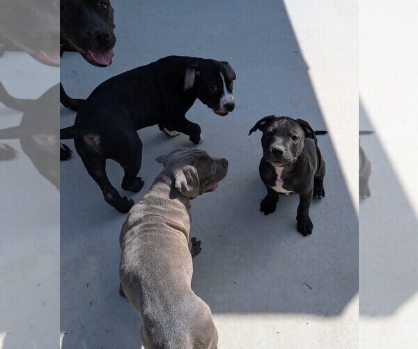 Medium Photo #4 American Pit Bull Terrier Puppy For Sale in SPTBG, SC, USA