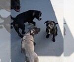 Small Photo #10 American Pit Bull Terrier Puppy For Sale in SPTBG, SC, USA