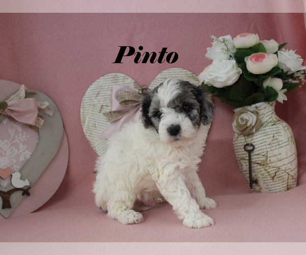 Medium Photo #12 Poodle (Toy) Puppy For Sale in CHANUTE, KS, USA