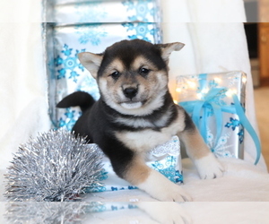 Shiba Inu Puppy for sale in SHILOH, OH, USA