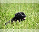Small #5 Pug