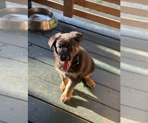 Medium Photo #1 German Shepherd Dog Puppy For Sale in GREENWICH, NY, USA