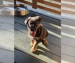 Puppy Teal German Shepherd Dog