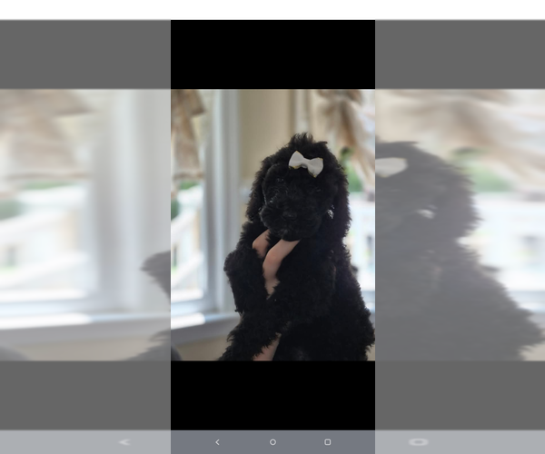 Medium Photo #8 Poodle (Standard) Puppy For Sale in ELGIN, SC, USA