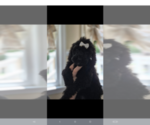 Small #7 Poodle (Standard)
