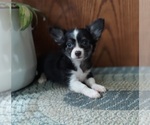 Puppy 1 Chihuahua