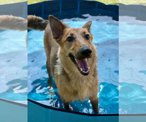 German Shepherd Dog-Unknown Mix Dogs for adoption in Woodbury, NY, USA