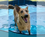 Small German Shepherd Dog Mix