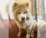 Small Photo #1 Chow Chow Puppy For Sale in ELGIN, IL, USA